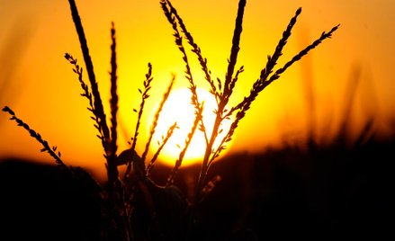 Fortum przetestuje produkcję chłodu z ciepła sieciowego