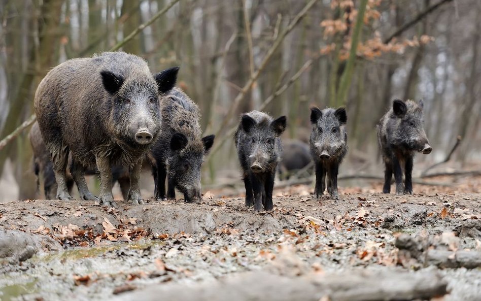 Posłowie opozycji chcą powrotu przepisów ws. polowań