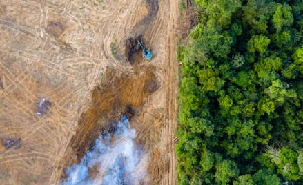 Koniec z produktami pozyskanymi w wyniku deforestacji