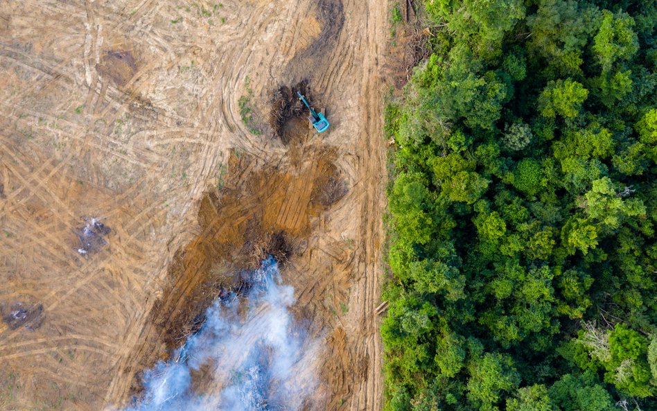 Koniec z produktami pozyskanymi w wyniku deforestacji