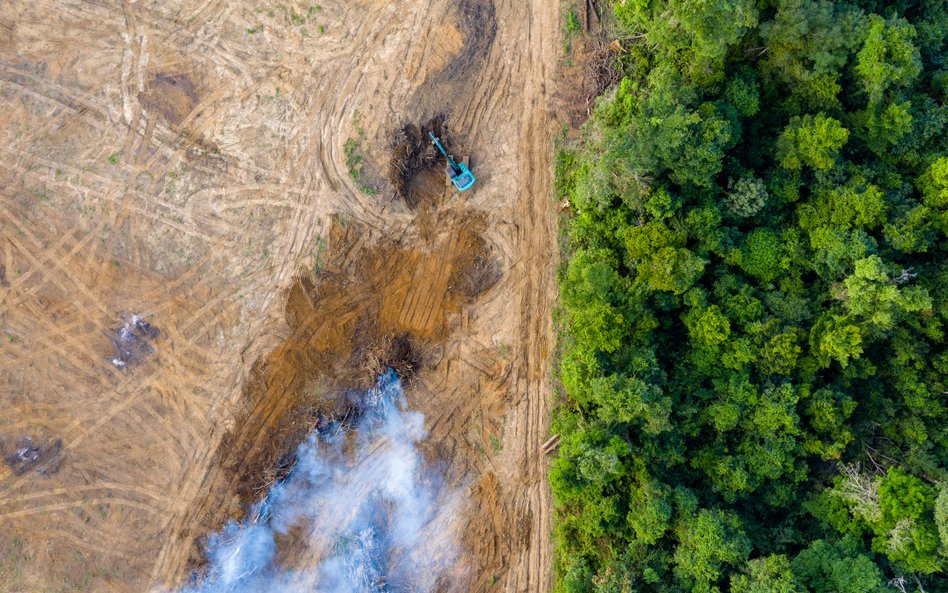 Koniec z produktami pozyskanymi w wyniku deforestacji