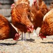Przejście na chów bezklatkowy. Polskie rolnictwo opiera się zmianom