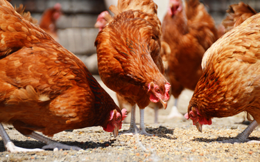Nowozelandczycy przez ceny jajek polują na kury