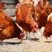 Wykryto kolejne ogniska ptasiej grypy w Europie, w tym w Polsce