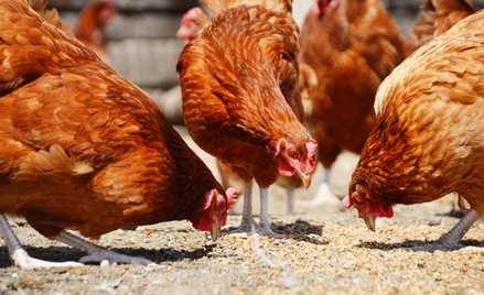 Ognisko ptasiej grupy w północnej Francji