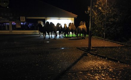 Niemcy: 7 wielbłądów pod Lidlem. Policja: Czekały na okazje