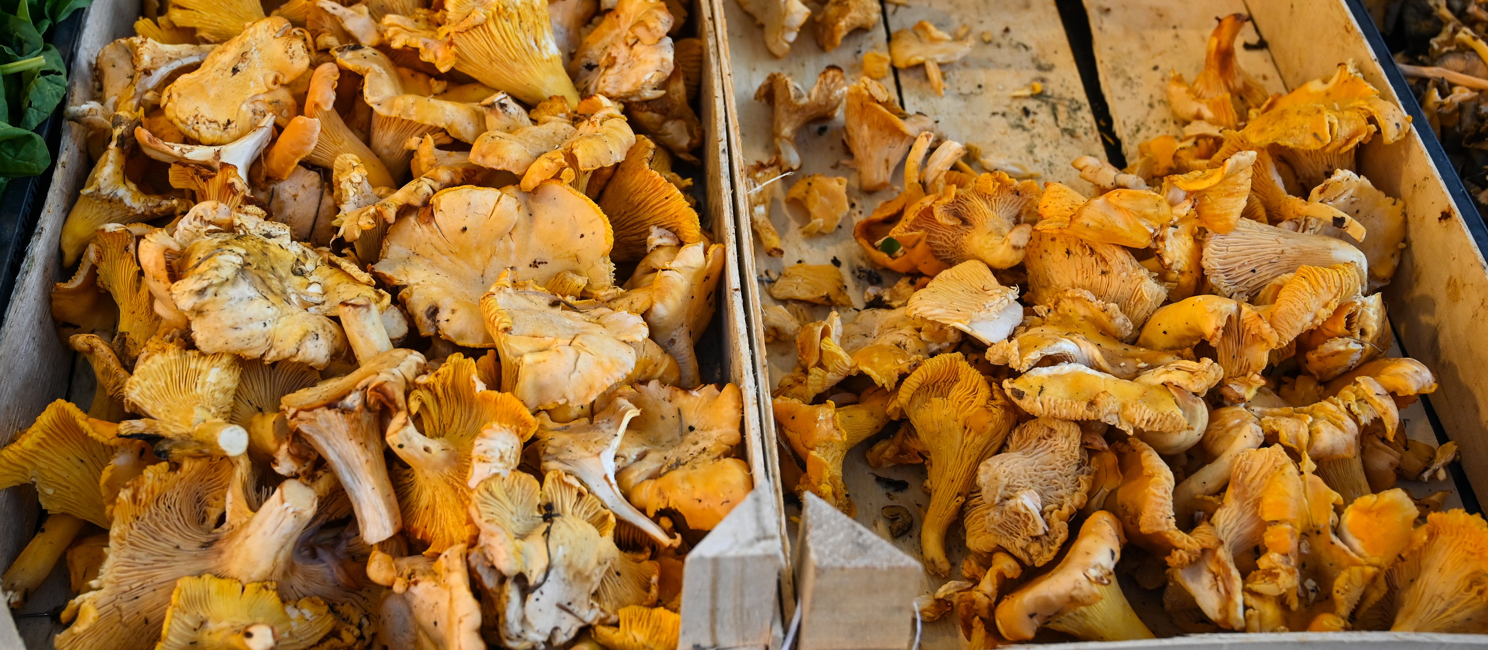 Czy można sprzedawać grzyby przy drodze? Przepisy mówią jasno