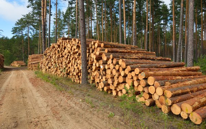 Bez drewna z Rosji jesteśmy sobie w stanie poradzić – twierdzą meblarze