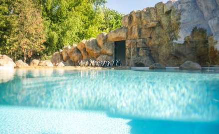 Wybieg dla pingwinów w warszawskim zoo