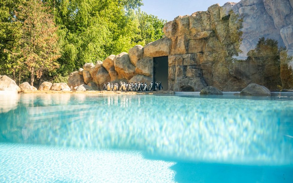 Wybieg dla pingwinów w warszawskim zoo