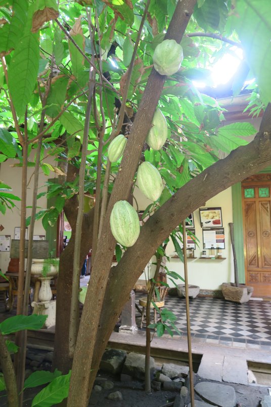 Uprawa kakao w Nikaragui jest niewielka, a roczna produkcja wynosi ok 10 tys. ton.