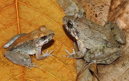 To jedyny gatunek żab, który rodzi żywe kijanki.