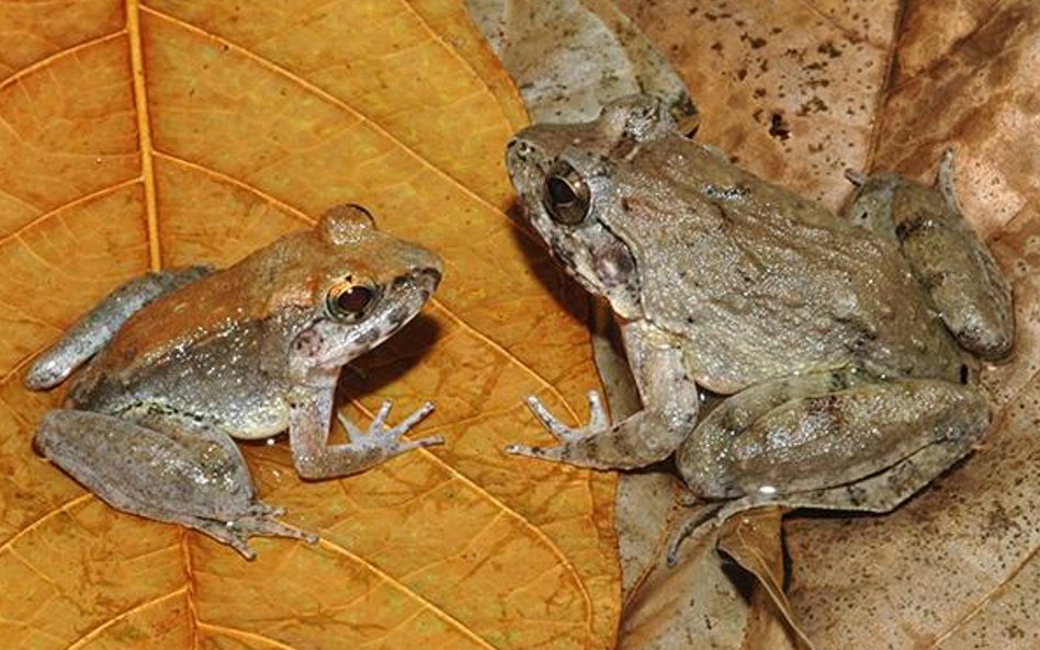 To jedyny gatunek żab, który rodzi żywe kijanki.