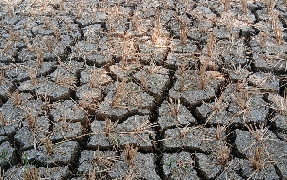 Super El Niño może przynieść ulewne deszcze i powodzie, ale też długotrwałe susze. Wszystkie te zjaw