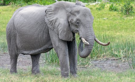 Niszczycielskie działania człowieka. By to odwrócić, natura potrzebuje 5 mln lat