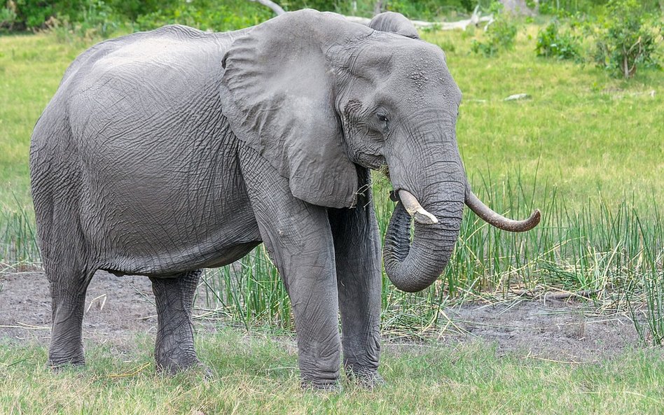 Niszczycielskie działania człowieka. By to odwrócić, natura potrzebuje 5 mln lat