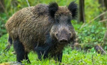 Nienaturalna inwazja natury. Dzikie zwierzęta przeprowadzają się do miast
