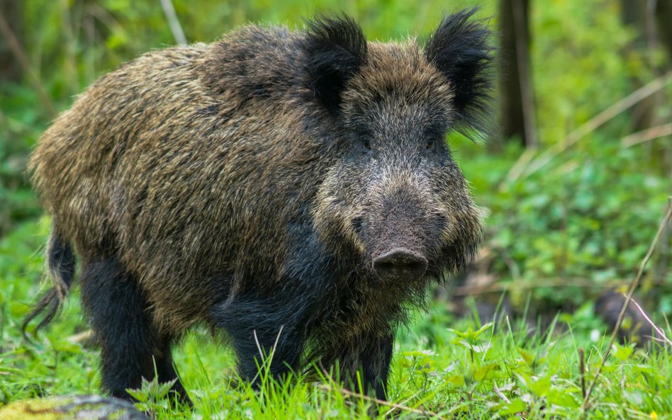 Nienaturalna inwazja natury. Dzikie zwierzęta przeprowadzają się do miast