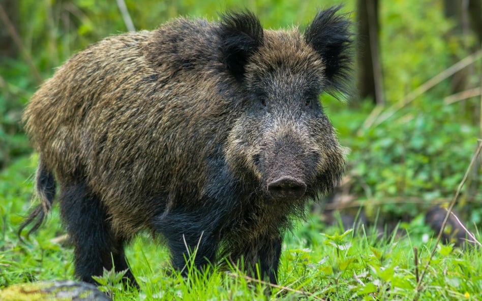 Dzik w dużym mieście. Jak miasta reagują na zwierząta na osiedlach