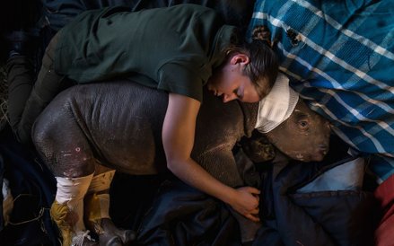 Wolontariuszka z organizacji pozarządowej Care for Wild Africa leżąca z małym nosorożcem, który musi