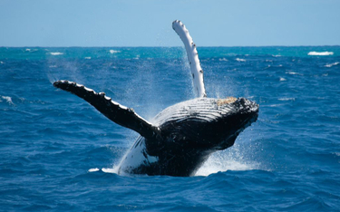 Norwegia zabije więcej wielorybów