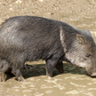 Kradną zwierzęta z zoo w Wenezueli