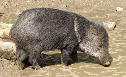 Kradną zwierzęta z zoo w Wenezueli