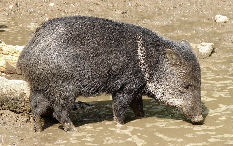 Kradną zwierzęta z zoo w Wenezueli