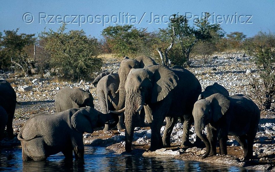 Zwierzęta są tutaj atrakcją turystyczną