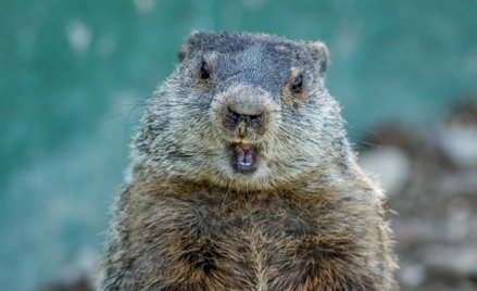 Słynny świstak Milltown Mel z New Jersey zmarł tuż przed swoim świętem