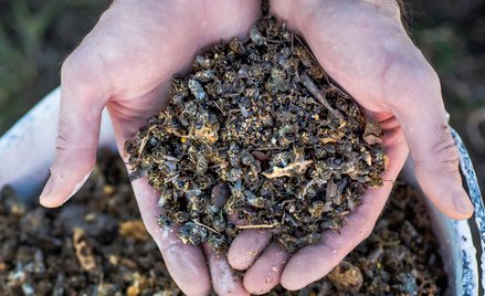 Ostatniej zimy w USA wyginęło 40 proc. pszczół miodnych