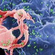Próba stworzenia szczepionki przeciw HIV zakończona fiaskiem