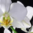 Niemcy oferują 1400 euro za rozmnażanie orchidei