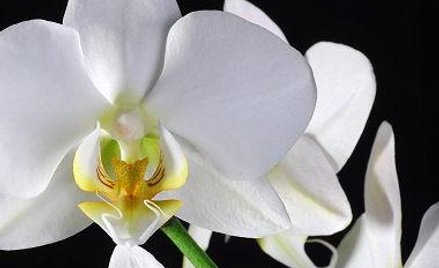 Niemcy oferują 1400 euro za rozmnażanie orchidei