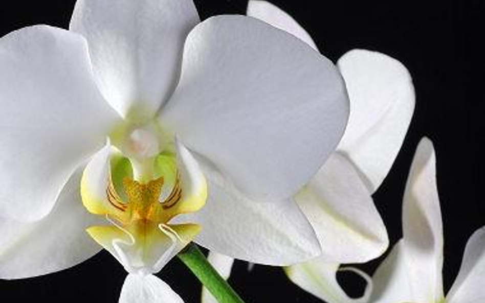 Niemcy oferują 1400 euro za rozmnażanie orchidei