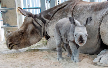 Miami: Pierwsze takie narodziny nosorożca w historii