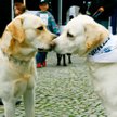 Parada Labradorów w Warszawie. Pomóżmy razem