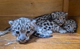 W Warszawskim ZOO urodziły się 3 irbisy śnieżne