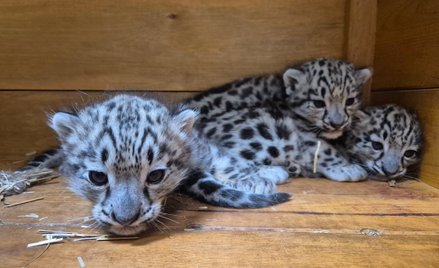 W Warszawskim ZOO urodziły się 3 irbisy śnieżne