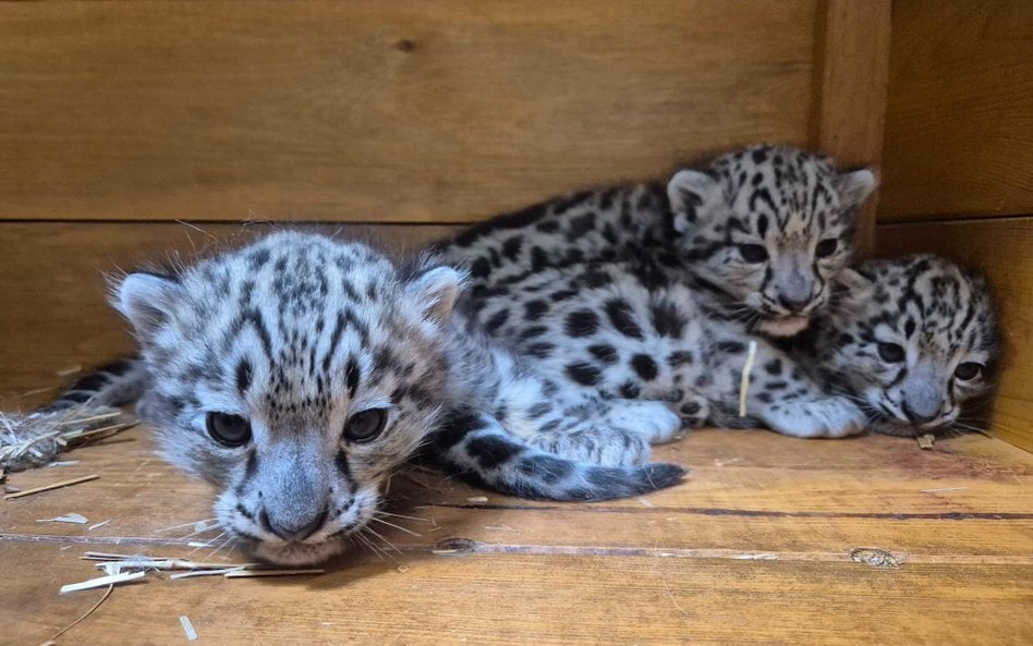 W Warszawskim ZOO urodziły się 3 irbisy śnieżne