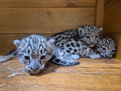 W Warszawskim ZOO urodziły się 3 irbisy śnieżne