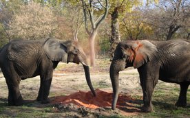 Uczestnicy będą mieli okazję z bliska poznać wybrane gatunki egzotycznych zwierząt