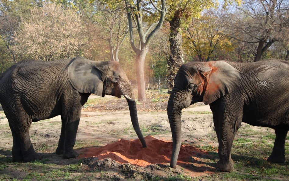 Uczestnicy będą mieli okazję z bliska poznać wybrane gatunki egzotycznych zwierząt