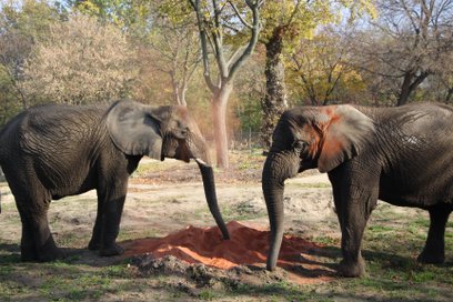 Uczestnicy będą mieli okazję z bliska poznać wybrane gatunki egzotycznych zwierząt