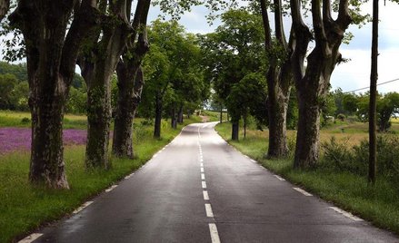 Asfalt z glonów zamiast z ropy - obiecują Francuzi