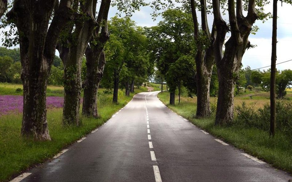 Asfalt z glonów zamiast z ropy - obiecują Francuzi