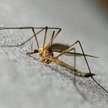 Jeszcze w tym stuleciu malaria opanuje Arktykę