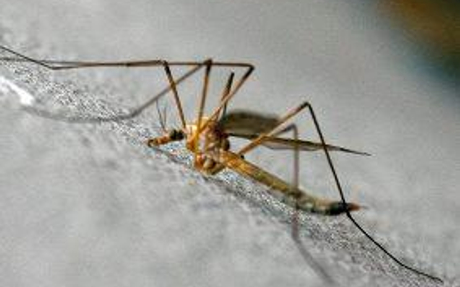 Jeszcze w tym stuleciu malaria opanuje Arktykę