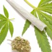 Medyczna marihuana może trafić do aptek przed świętami