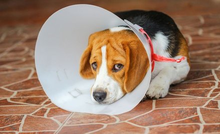 Zapobieganie bezdomności zwierząt w gminach - Sejm przychylił się do wniosku NIK